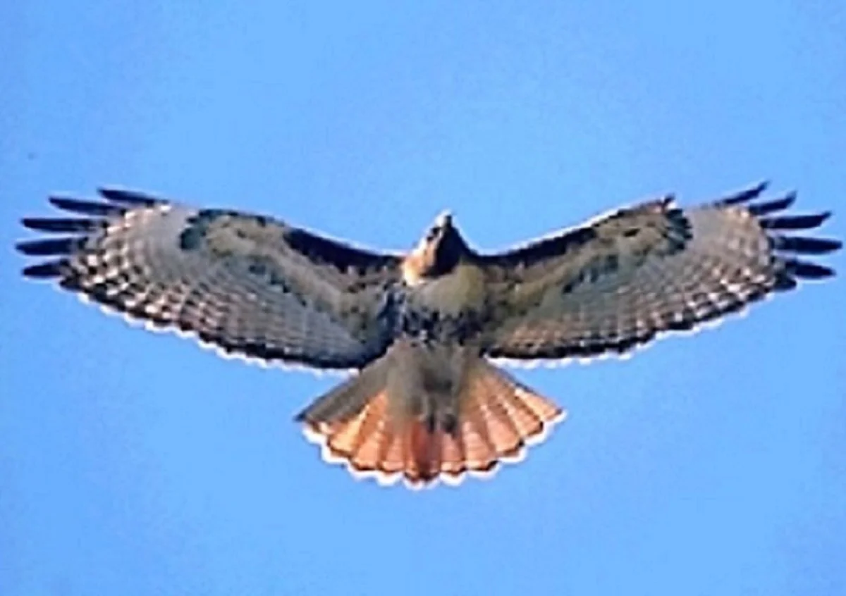 Soaring Hawk Traders logo