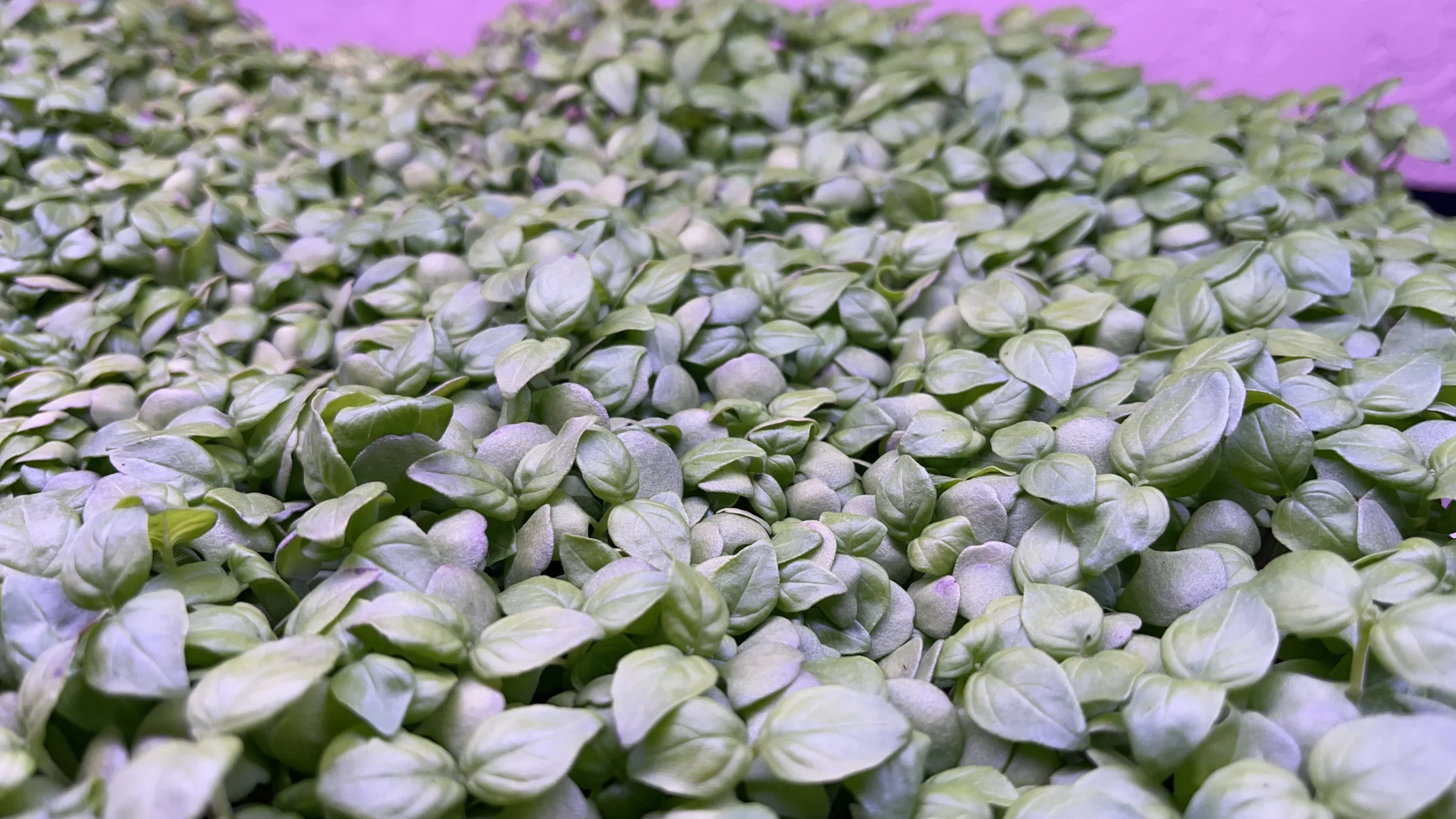 TRI-STAR MICRO FARM - Image 3