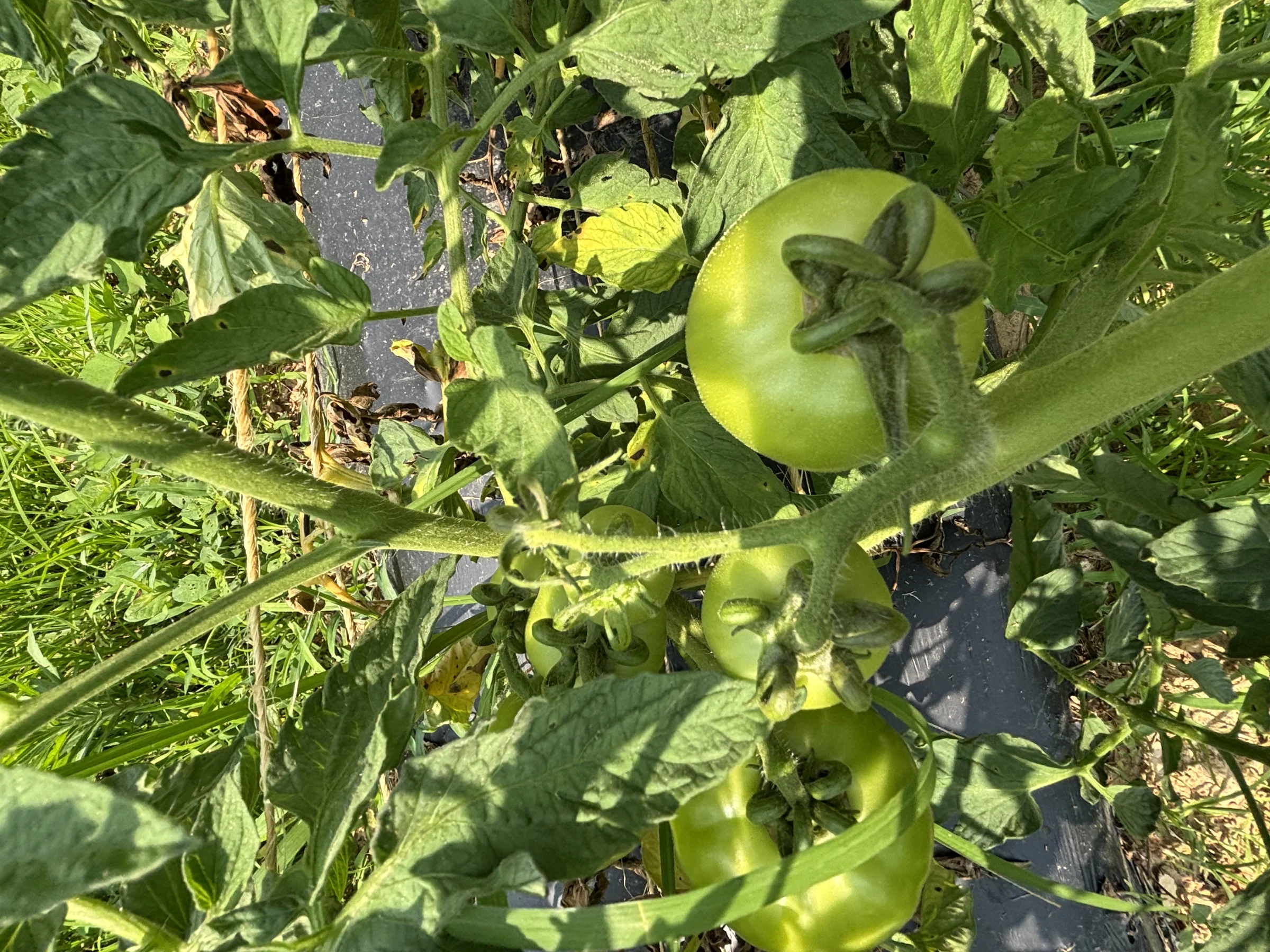 Walker Produce - Image 2