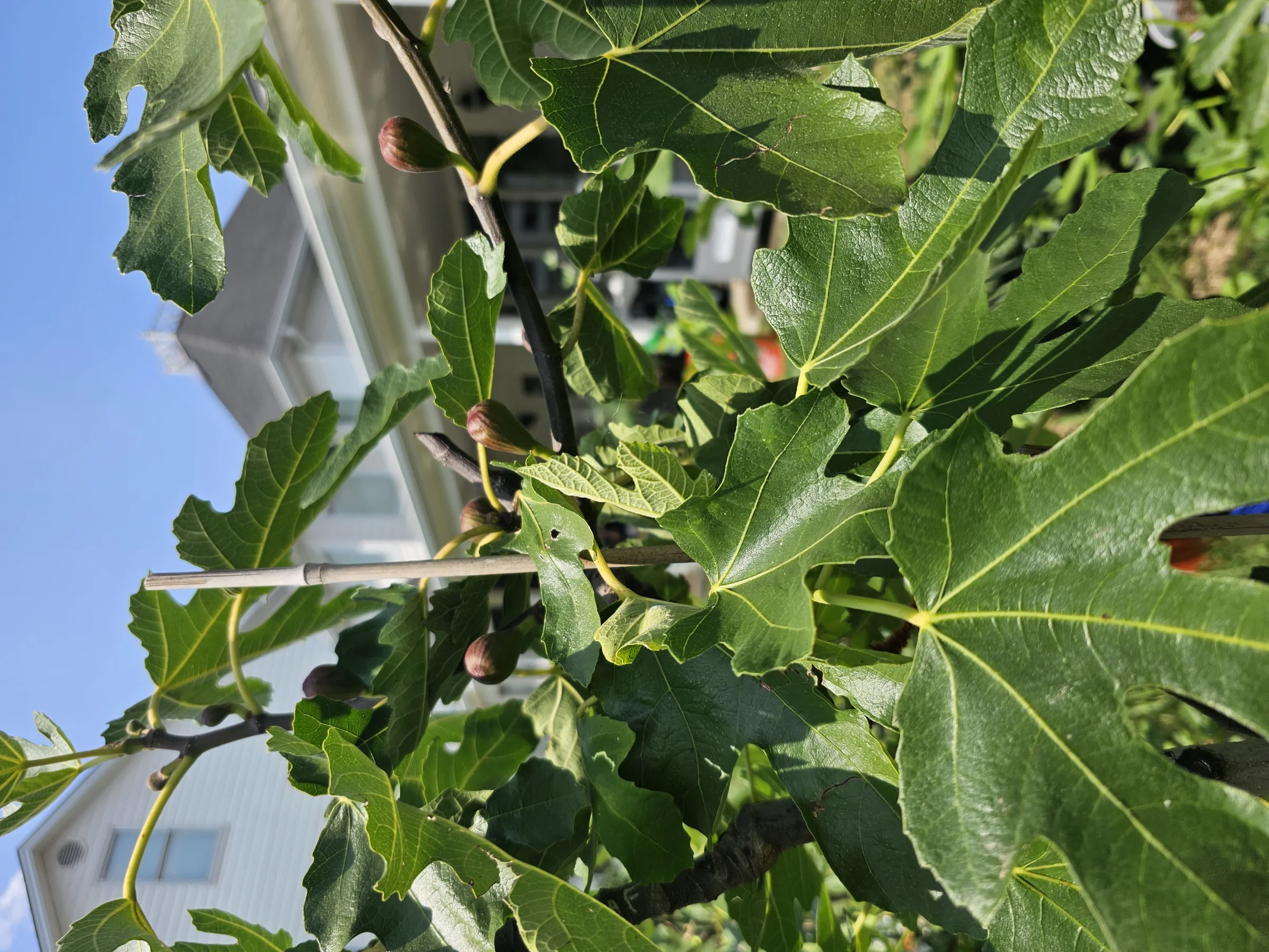 Fig Tree Lady - Image 3