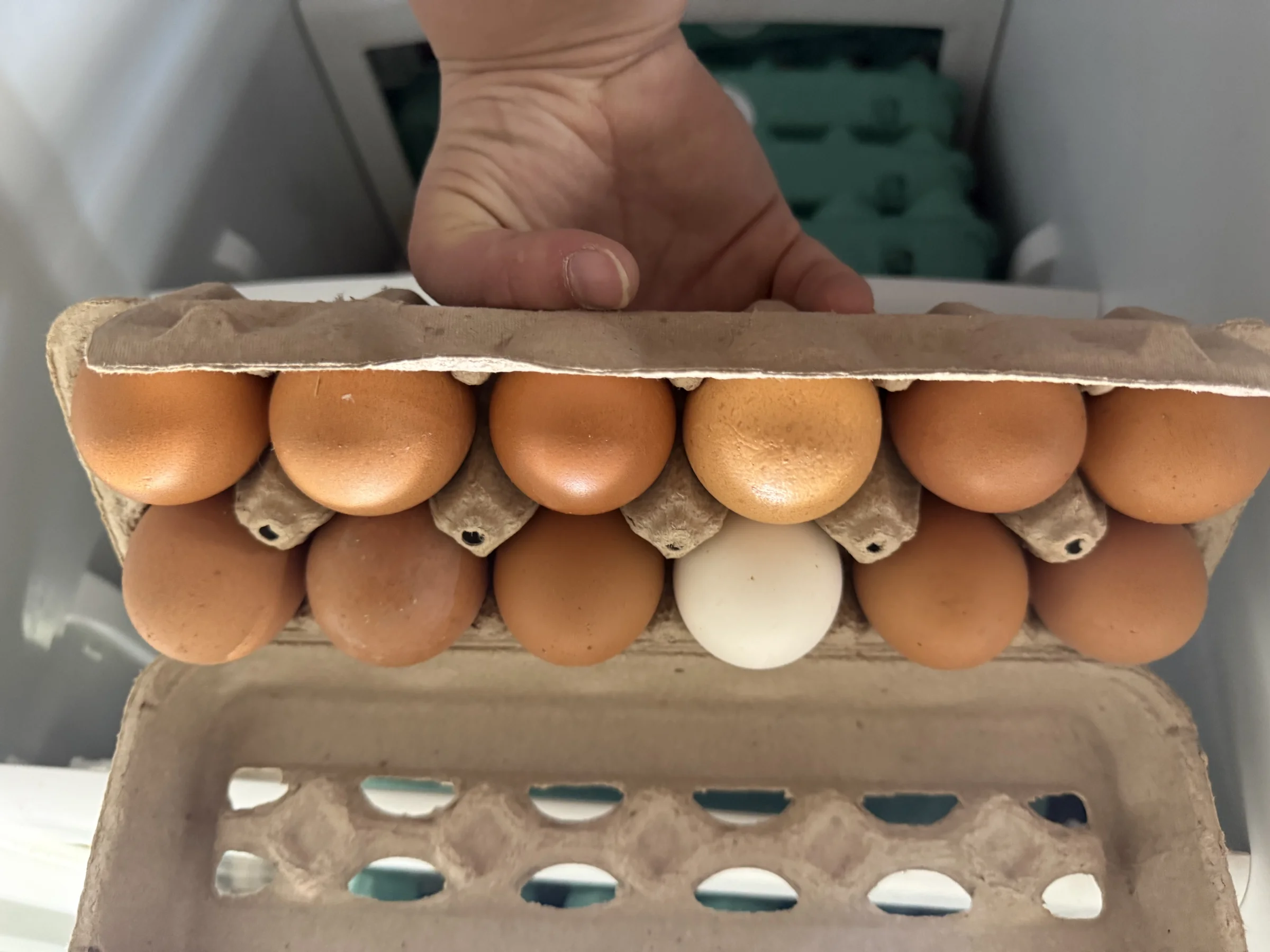 Heatherly’s Eggs - Image 2