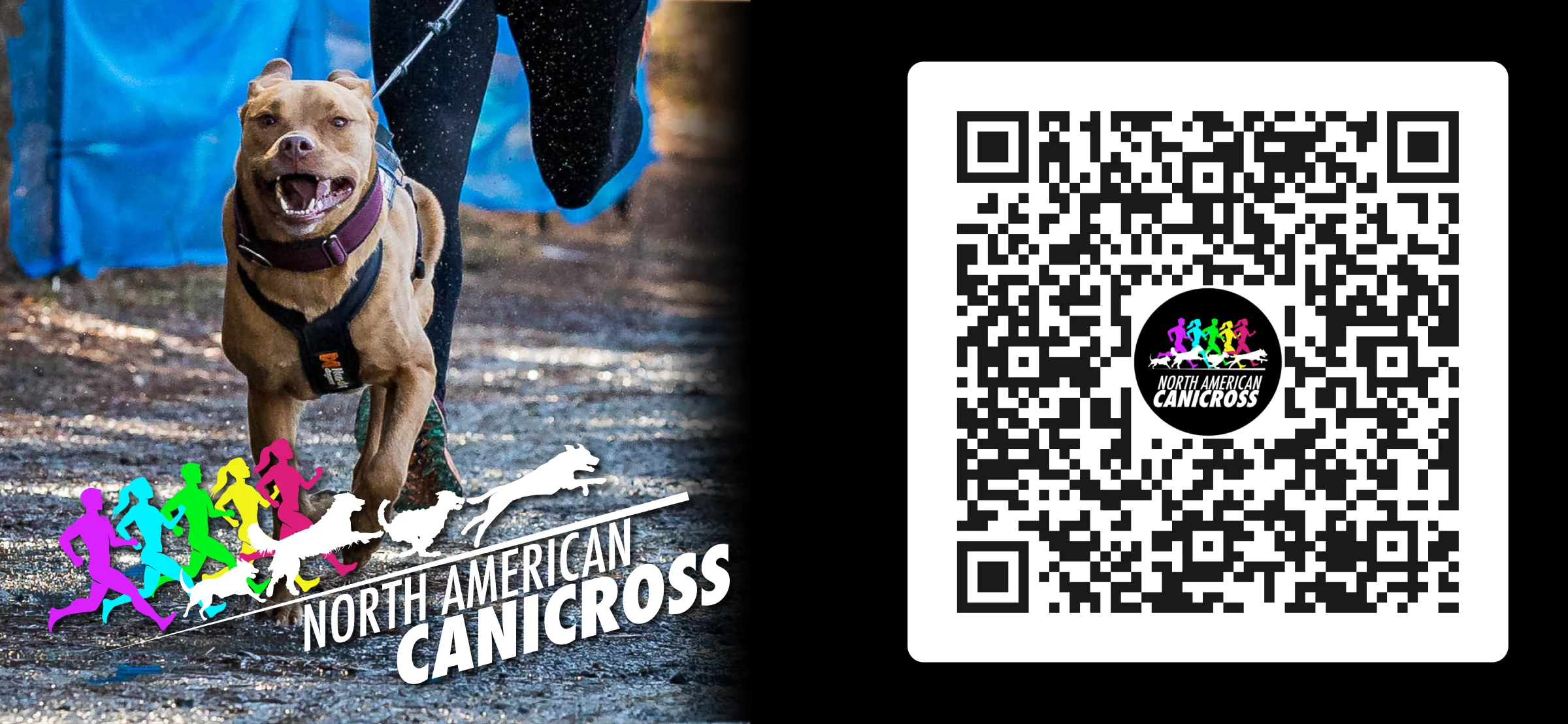 North American Canicross - Image 3