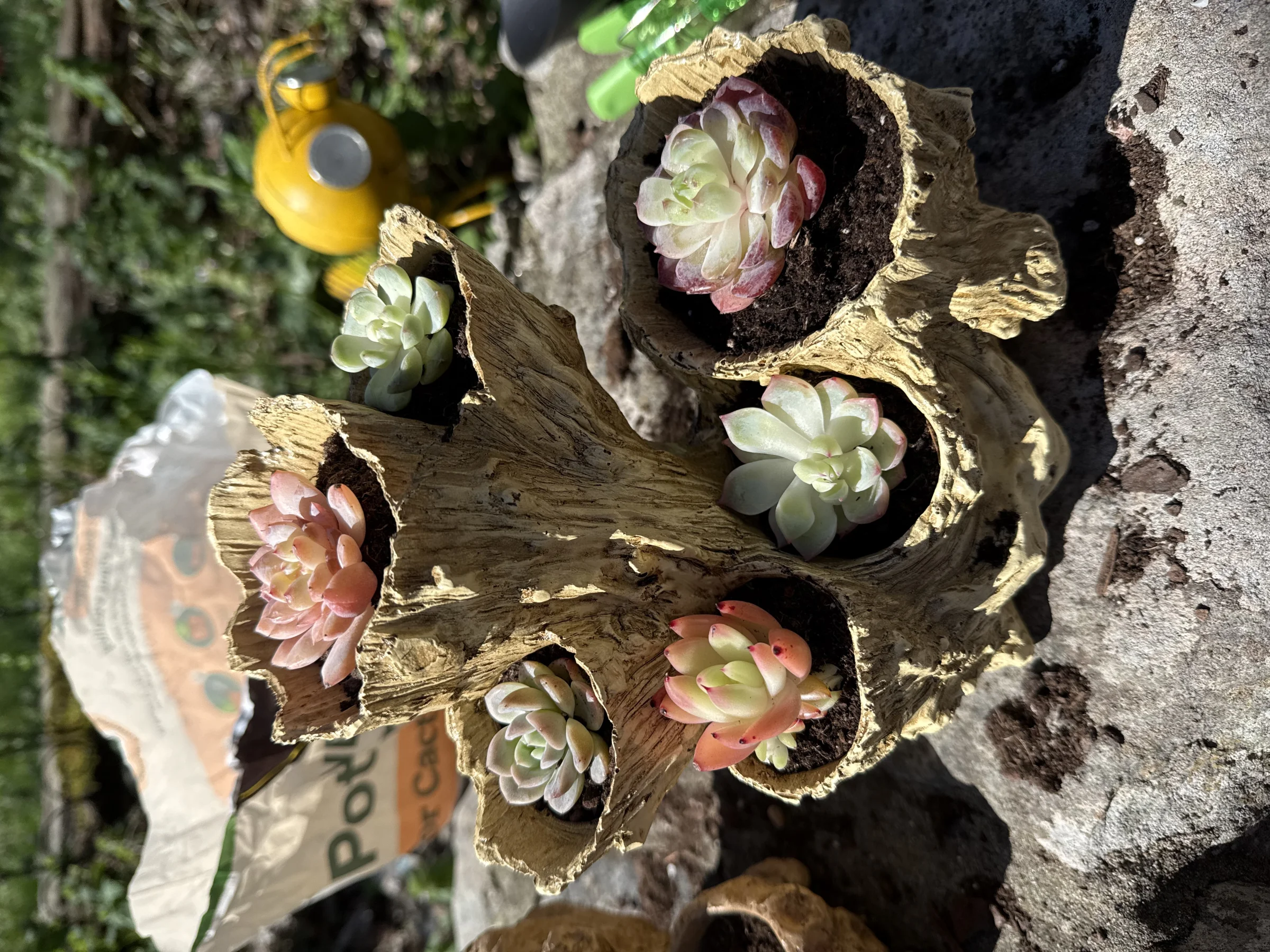 Succulent Lane - Image 6