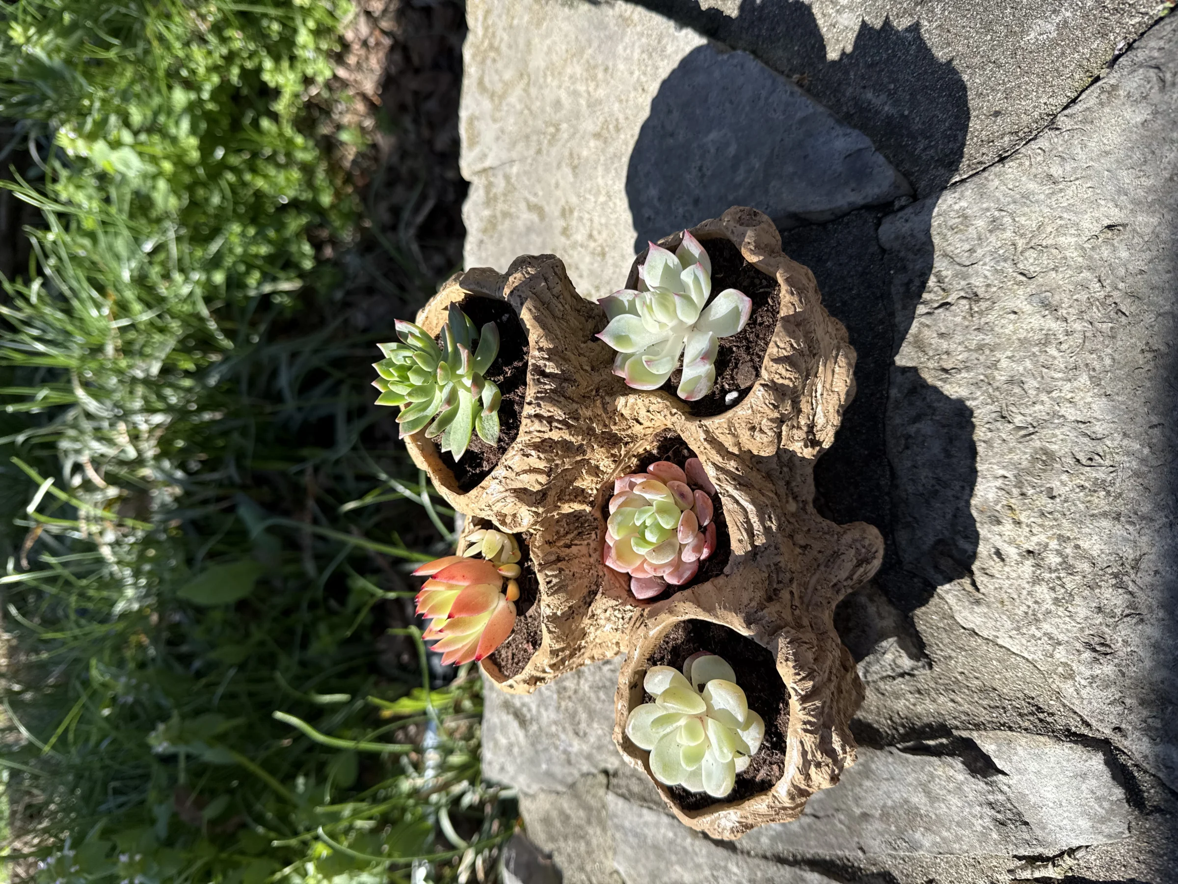 Succulent Lane - Image 5