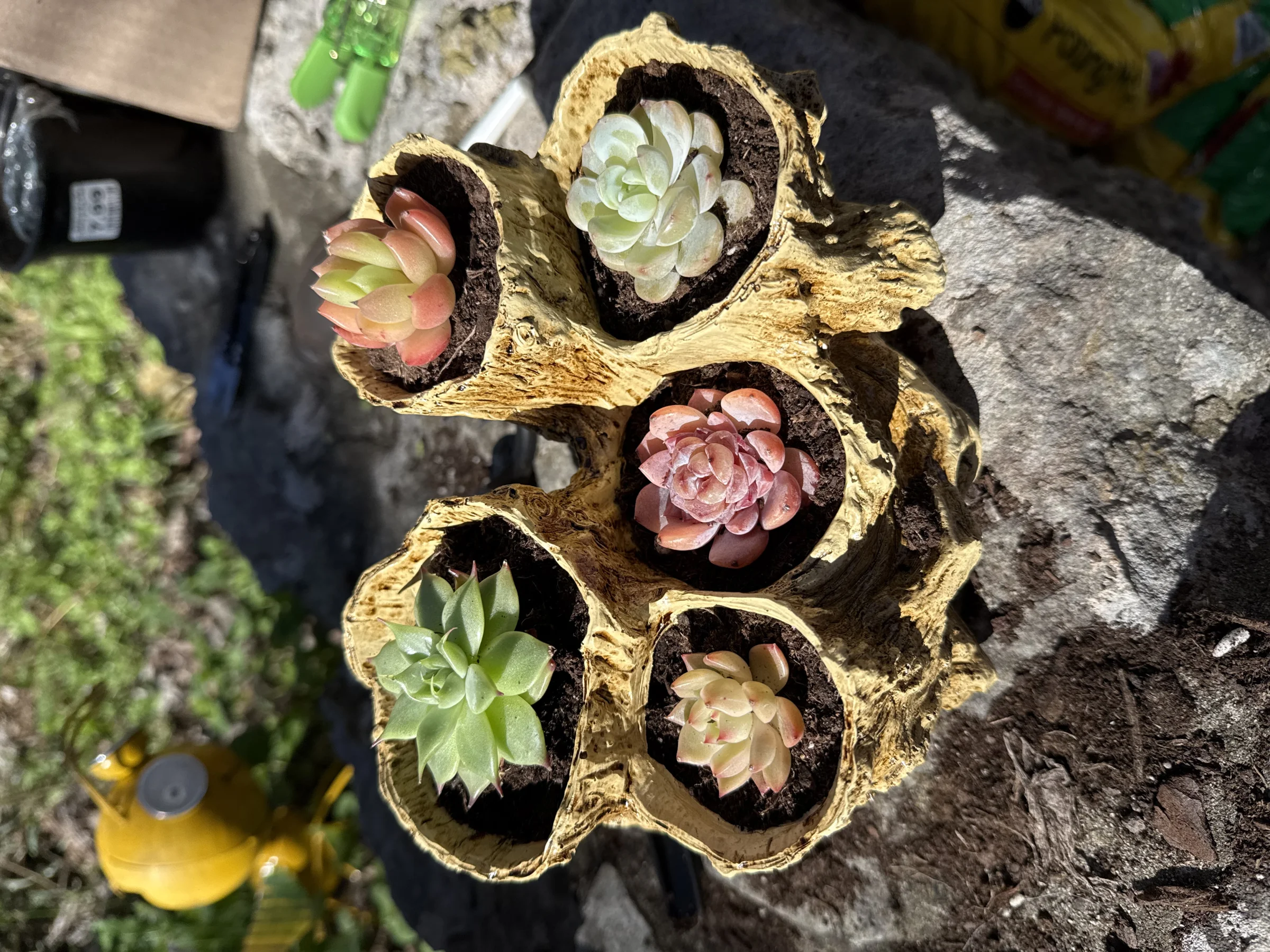 Succulent Lane - Image 3