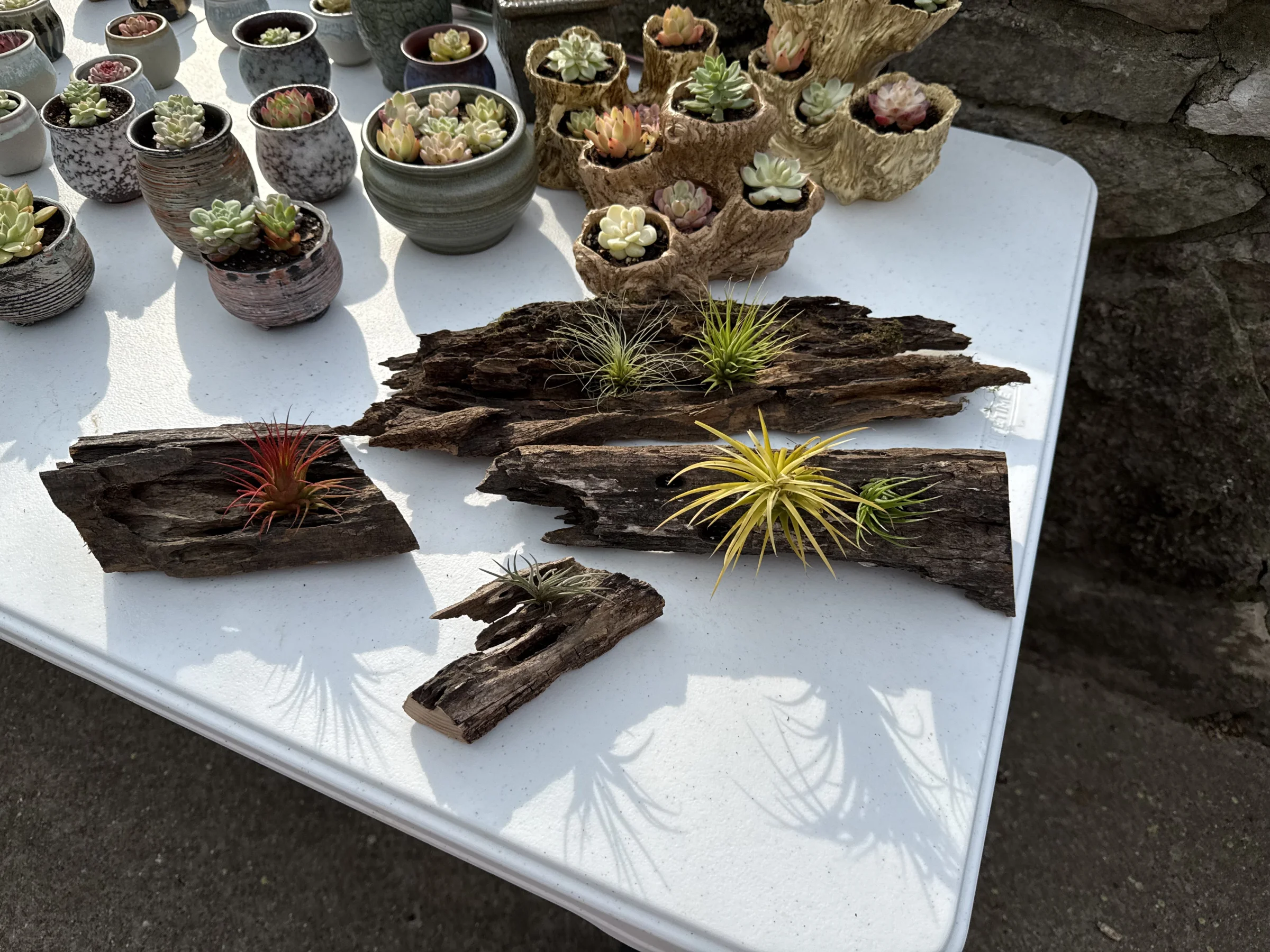 Succulent Lane - Image 4