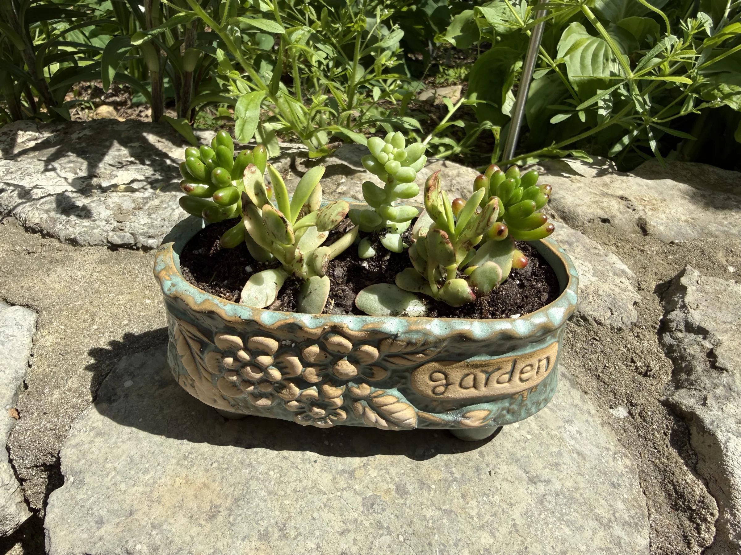 Succulent Lane - Image 2