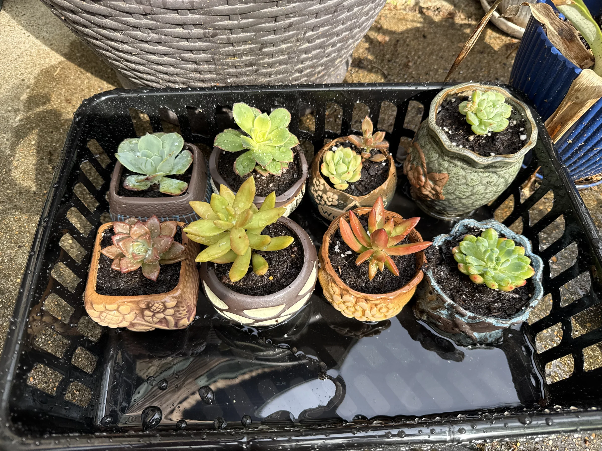 Succulent Lane - Image 1